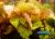 Нимфея микранта (Nymphaea micrantha)